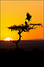Sonnenaufgang in der Masai Mara