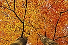 Herbstfarben... Buchengold...