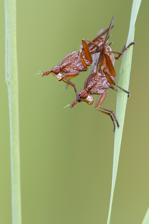 Hornfliegenpärchen