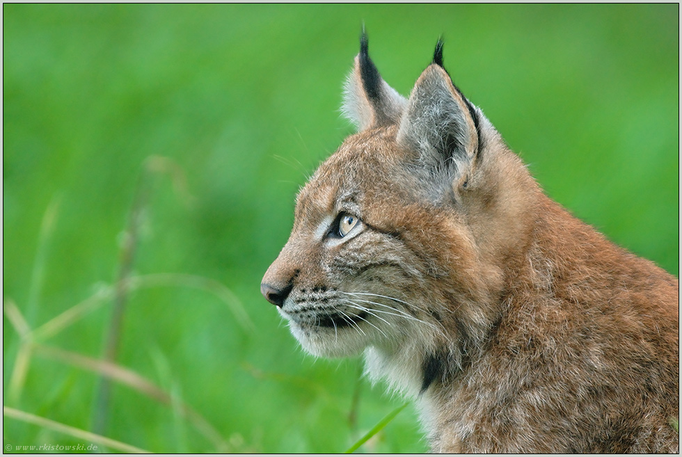 Nachwuchs im Gehege... Eurasischer Luchs, juv. *Lynx lynx*