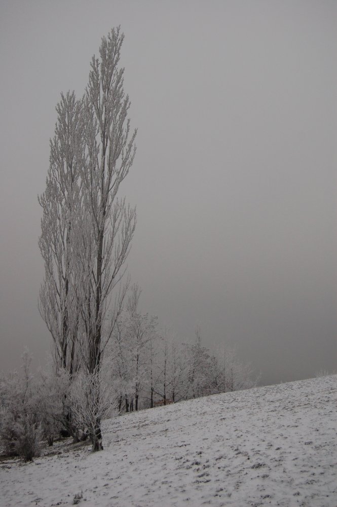 Winterliche Bäume im Nebel