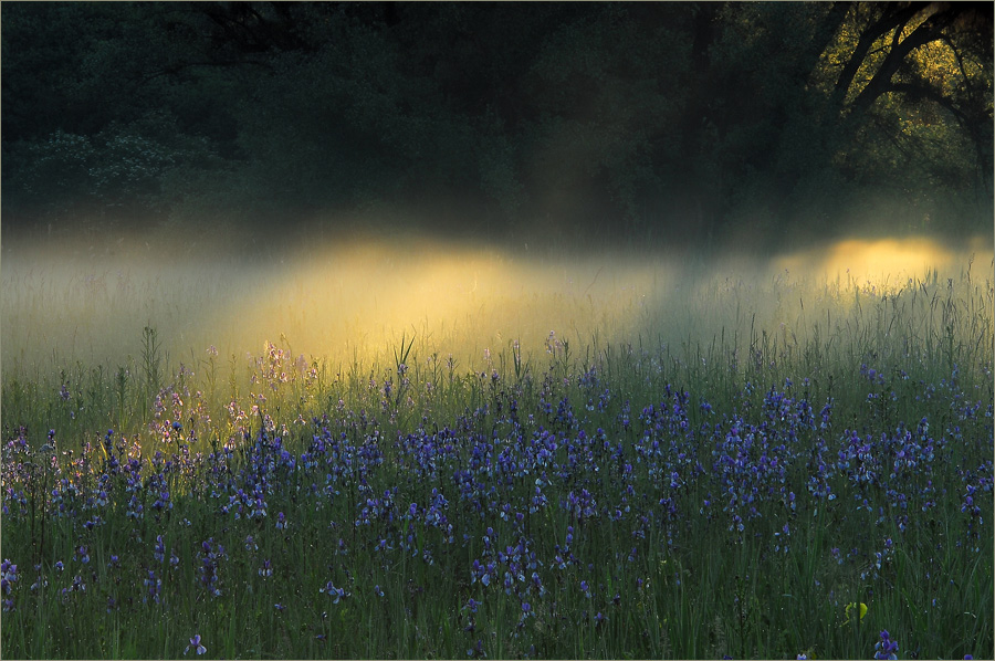 Iriswiese im Morgennebel