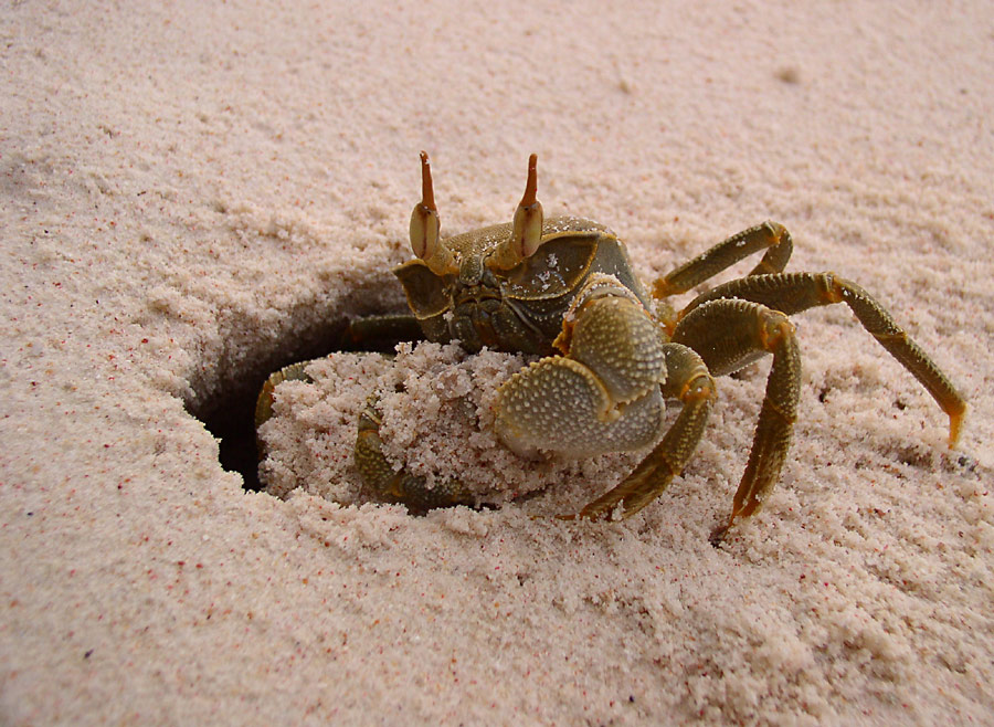 Krabbe am Strand von La Digue/Seychellen ND