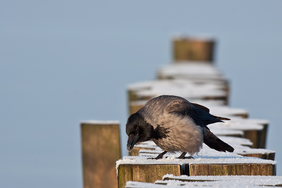 Nebelkrähe (Corvus corone cornix) auf einer Ostseebuhne II