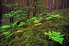 Im Kiefernwald (bearbeitet)