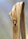 Tarnung einer Spinne