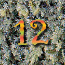 Der 12.12.