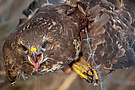 Vogelfalle Stacheldraht