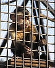 Hinter Gittern