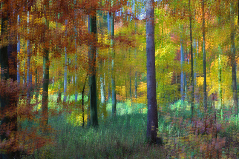 Bild der Woche [2010-02-08]: Herbstwald