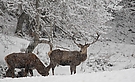 Leise rieselt der Schnee