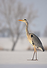 Reiher on Ice
