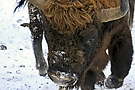 Angriffslustiger Wisent