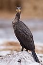 junger Kormoran (Phalacrocorax carbo) I