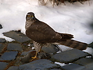 Sperber mit Jagdglück