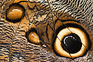 Augen