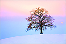 Winterbaum in High-Key Experiment
