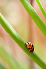 Muscariblätter mit Käferchen