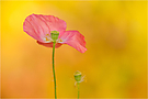 Mohn