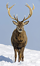Der Jägermeister Hirsch