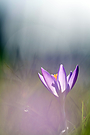 Krokus im Gegenlicht