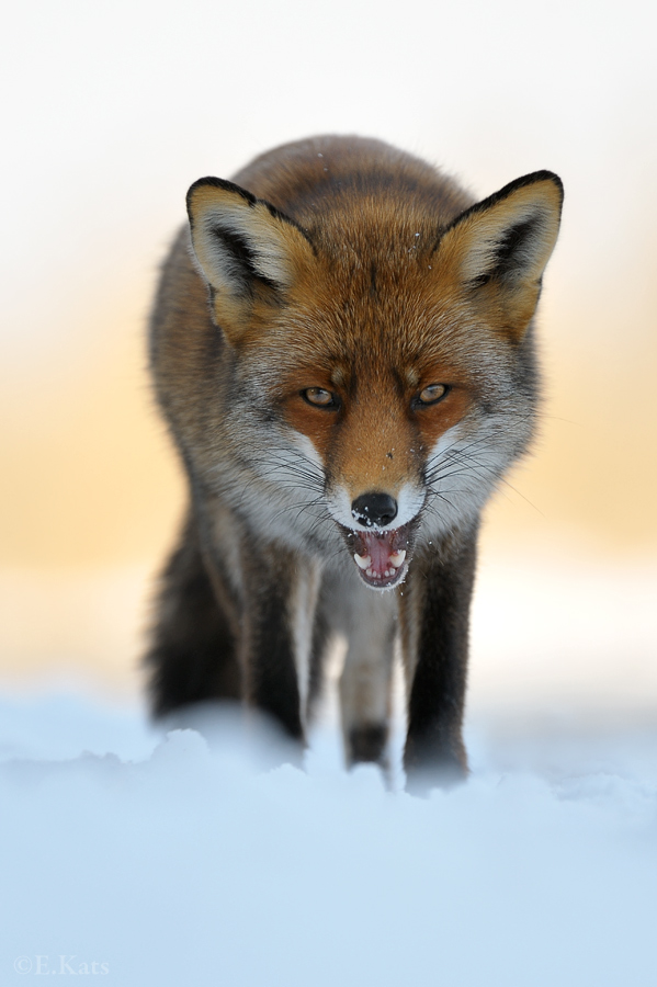 Bild der Woche [2010-03-08]: Red fox