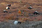 Tanz mit Mir