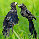 Smooth-billed Ani