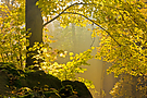 Herbstwald