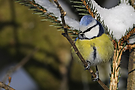 Blaumeise