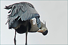 Putzsucht