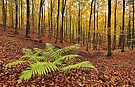 Farn im Herbstwald