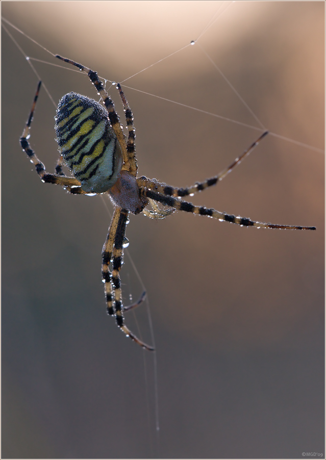 Wespenspinne (argiope bruennichi)