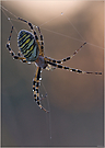 Wespenspinne (argiope bruennichi)