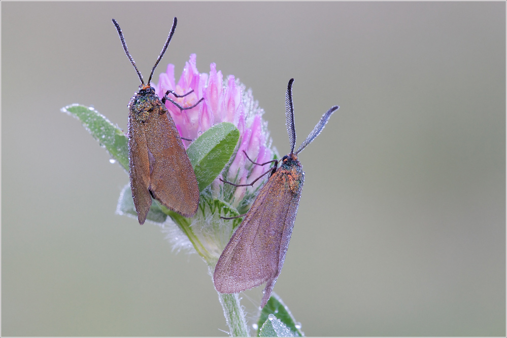 Grünwidderchen