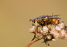Fliege