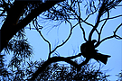 ~ Wood Pigeon ~