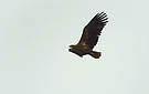 Seeadler - Digiscopie