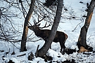 Rotwild im Winter