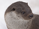 Fischotternporträt