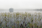 ...Stille... #2