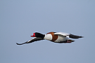 Vorbeiflug des Brandganserpels