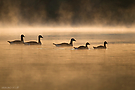 Morgennebel