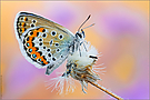 Argus-Bläuling (Plebejus argus)