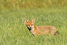 Fuchsjunges