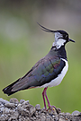 Kiebitz (Vanellus Vanellus)