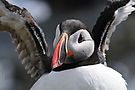 "Oh Gott, mein Deo hat versagt" :-D  Papageitaucher Fratercula arctica