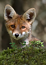 Junger Fuchs