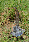 Der Nacktkehlreiher Bare-throated Tiger-Heron ( Tigrisoma mexicanum )