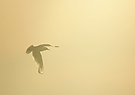 Sonnenmöwe